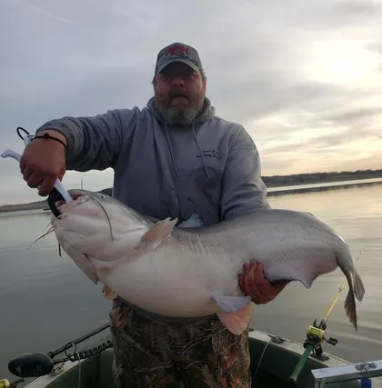 Blue catfish caught on Milford Lake with Todd's Blue Cat Guide Service