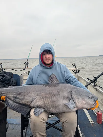 Blue catfish caught on Milford Lake with Todd's Blue Cat Guide Service