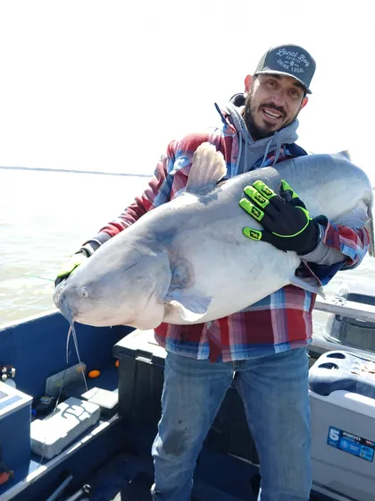 Smiling angler in a plaid shirt holding a huge blue catfish